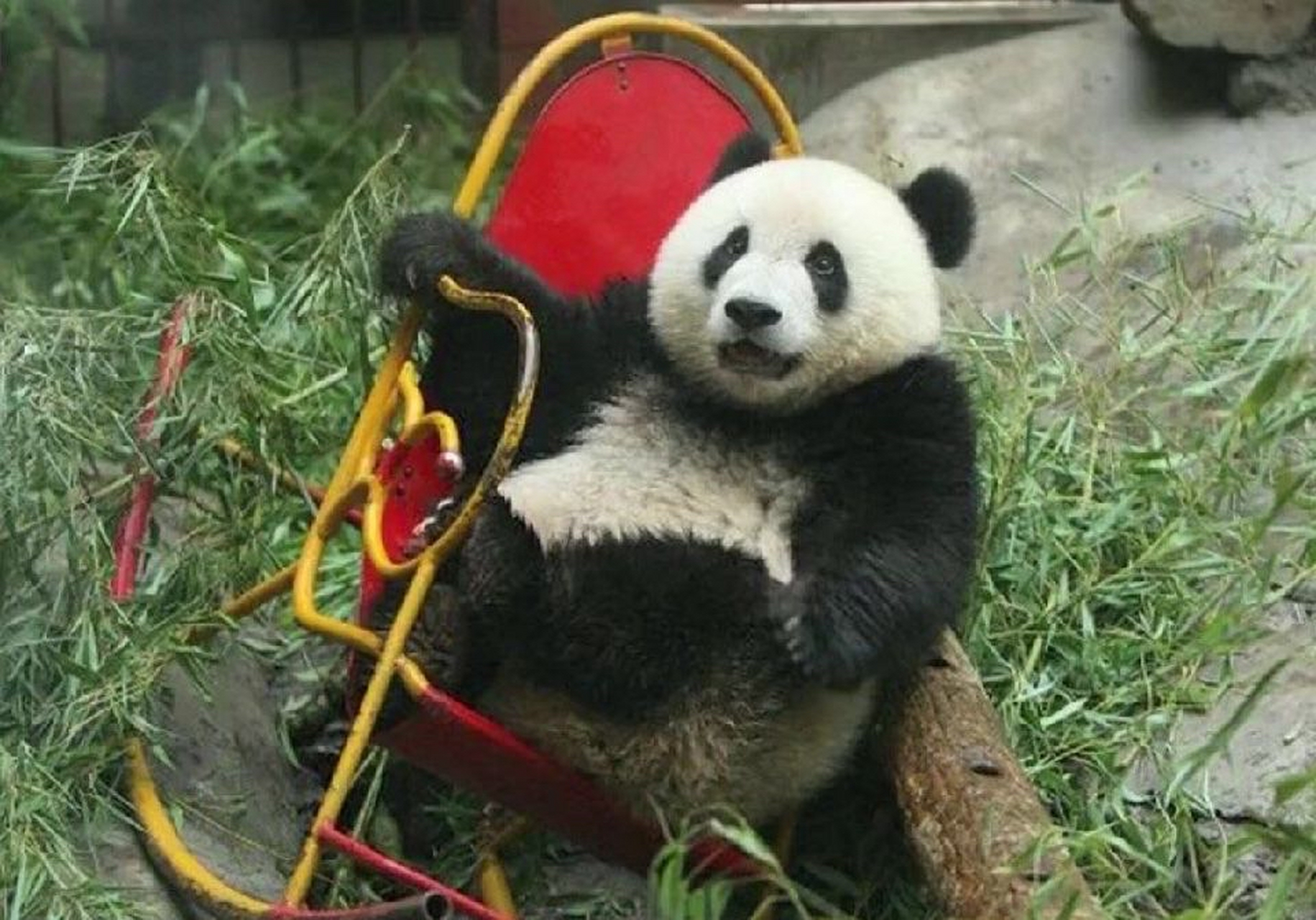 熊猫头摇摇椅表情包图片