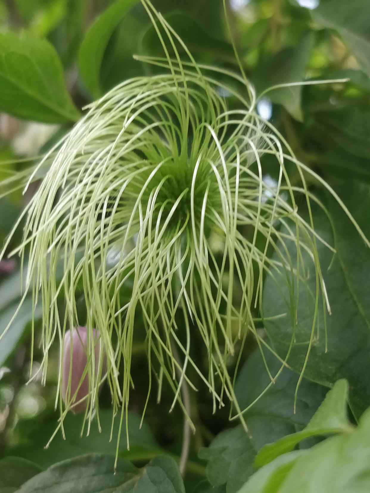 毛蕊铁线莲,花苞像彩色"吊钟",绿绢毛像"佛尘",非常好看!