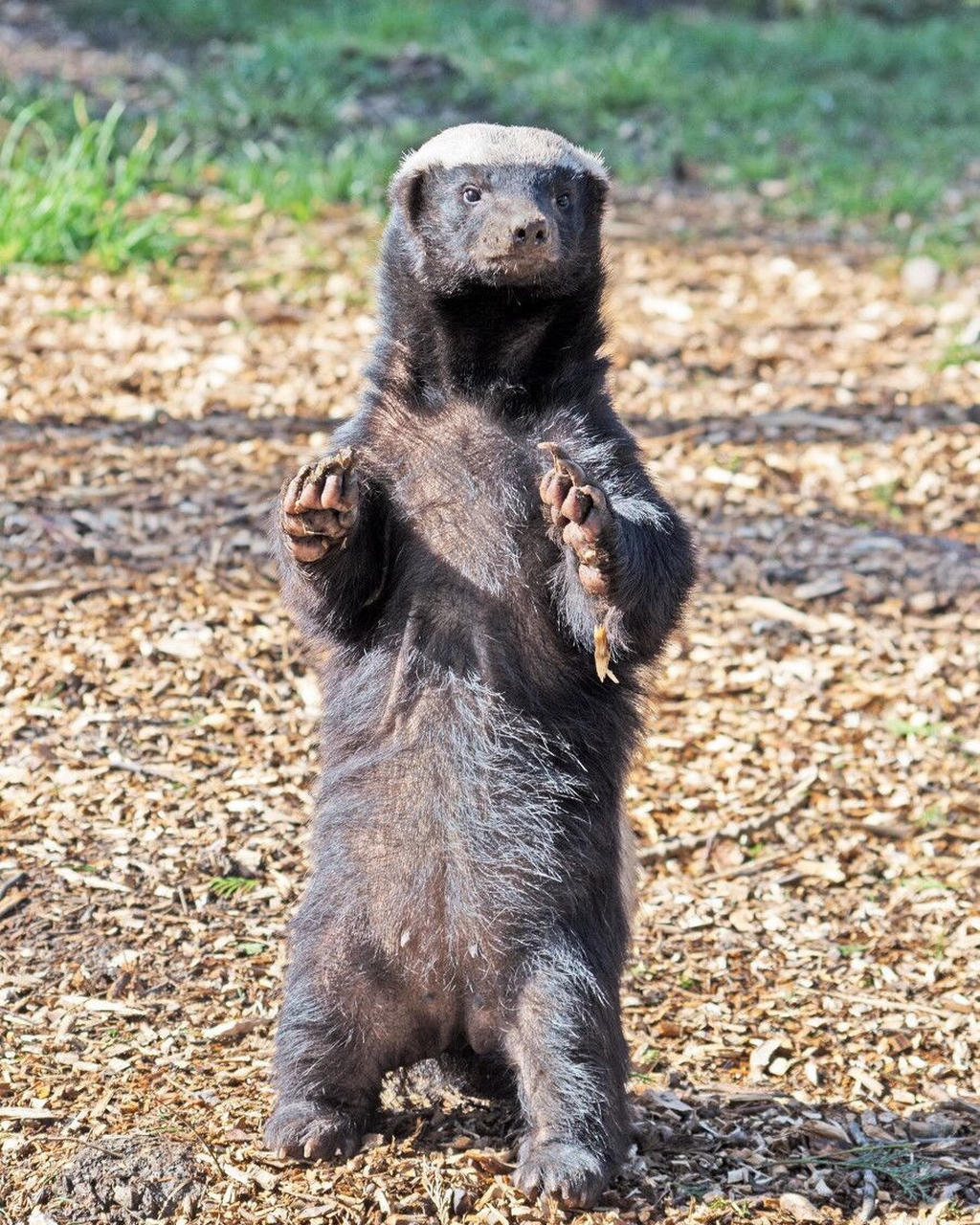 蜜獾是一种非常引人注目的动物,它们以其独特的外观和强大的习性而