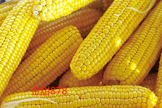 60天早熟玉米品种