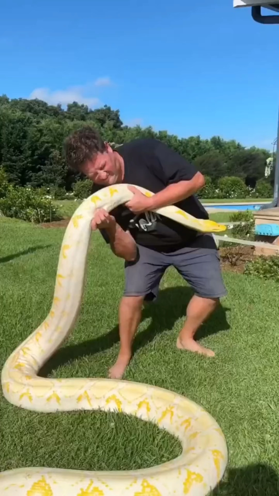 老哥养蟒蛇当宠物,真是艺高人胆大,这要是被咬一口就要开席了