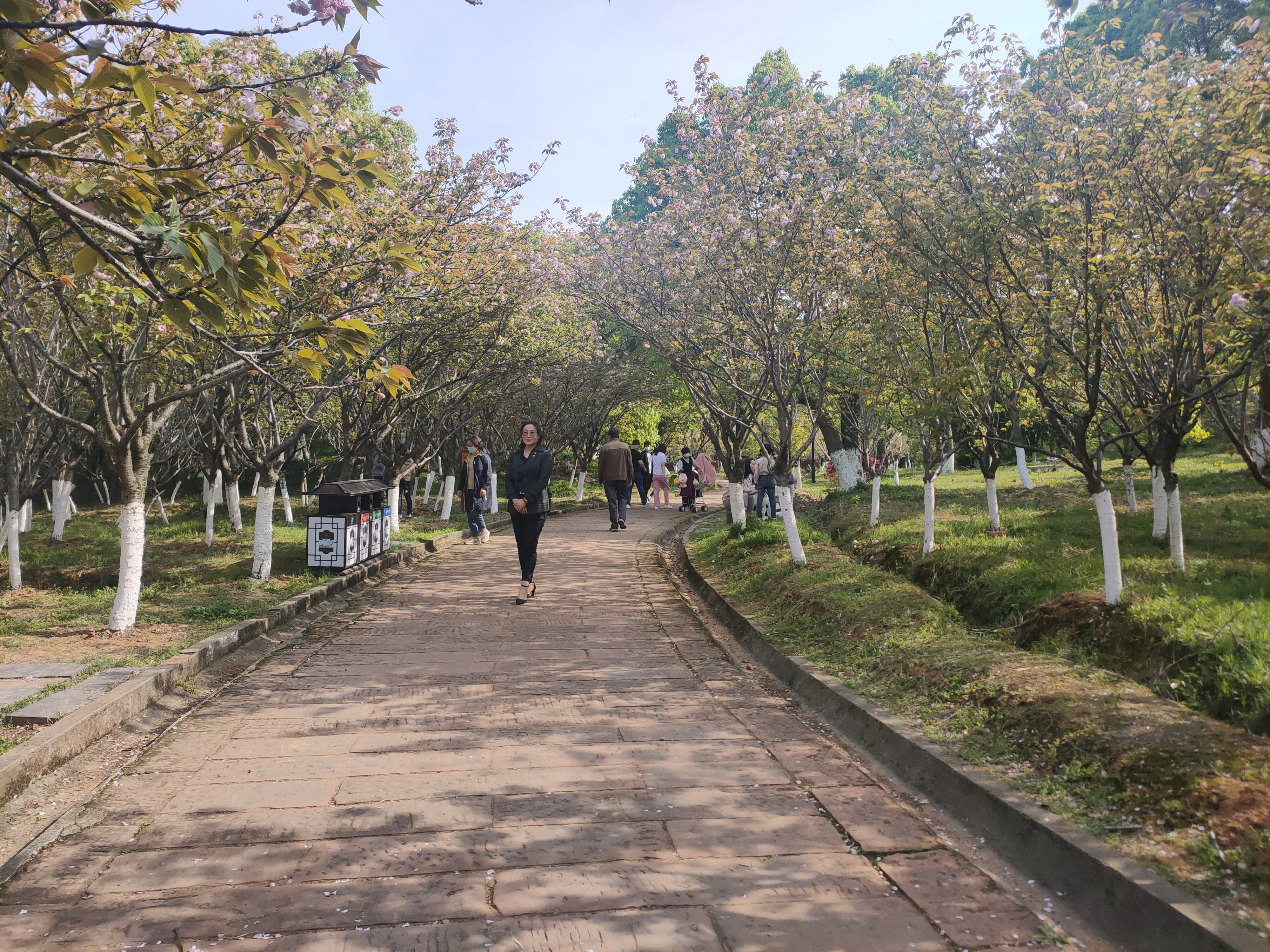 梅湖风景区:樱花盛开