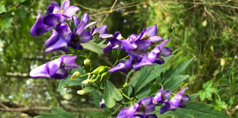 具有两侧对称花的药用植物是