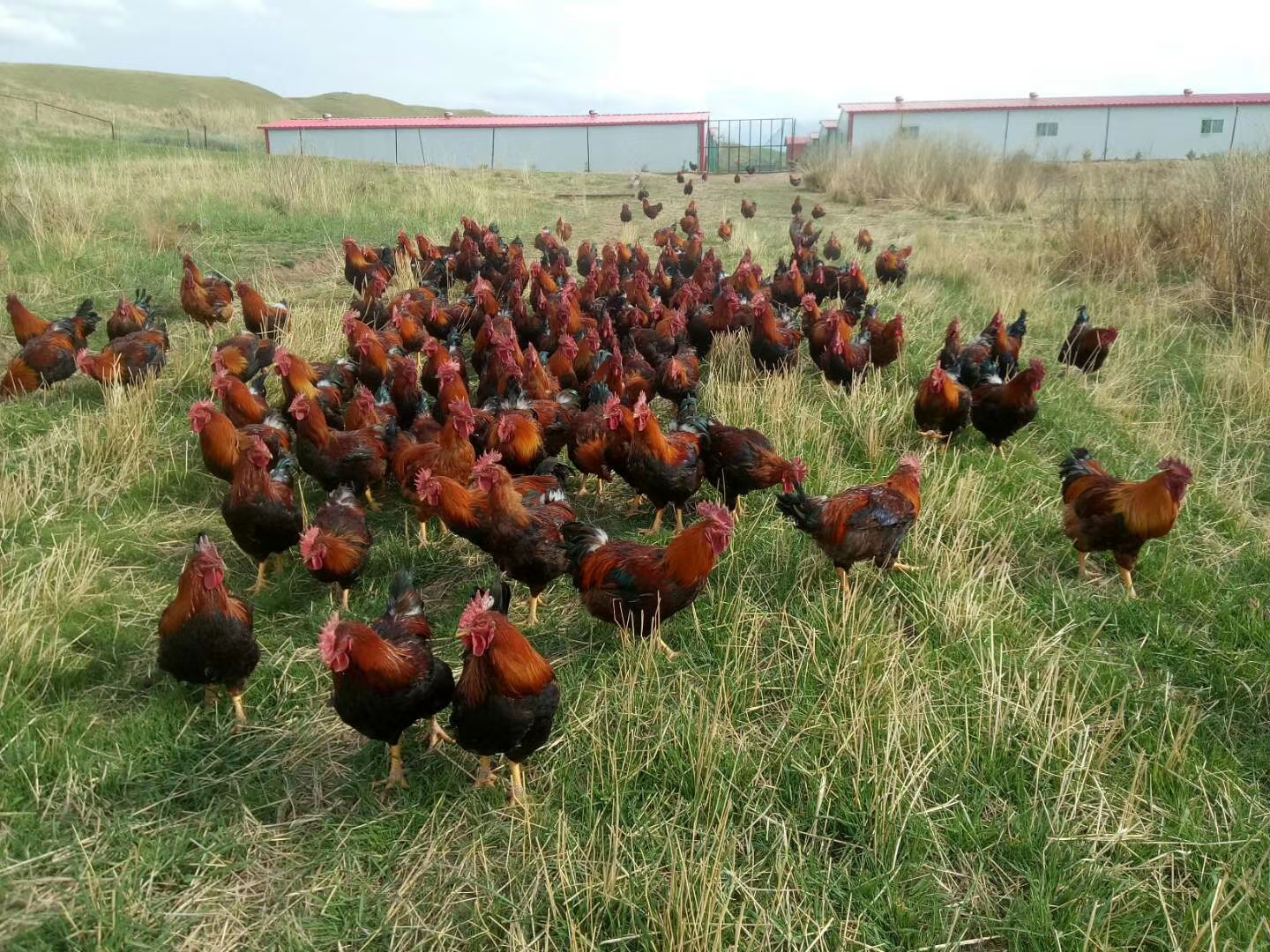 土鸡技术:断喙的利与弊