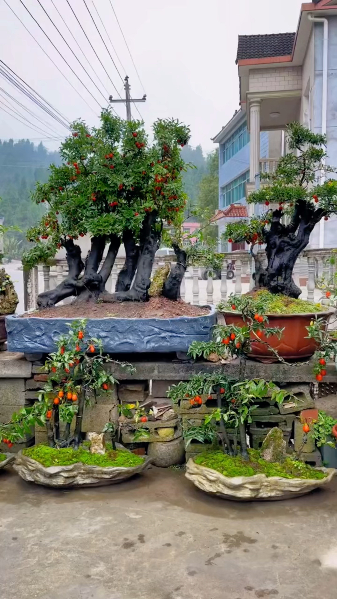 金弹子多干丛林