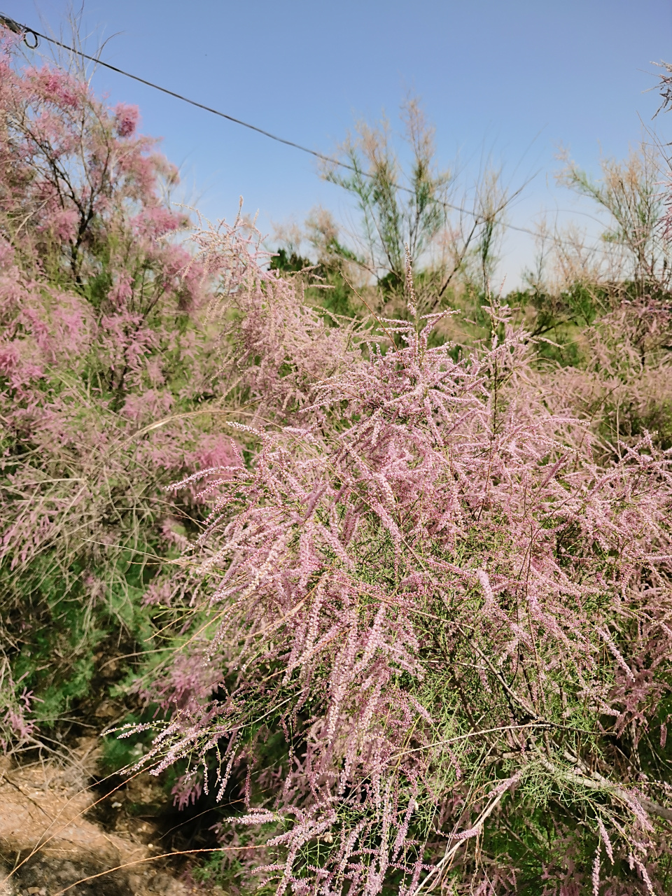 柽柳(chēng  liǔ),别名西河柳,西湖柳,红柳;柽柳的嫩枝叶是中药材,