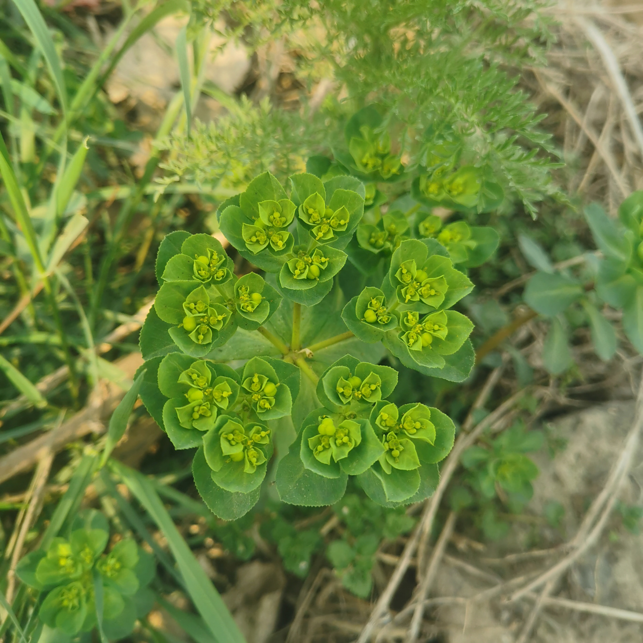 我们这玩意儿叫"猫猫眼儿"你们那叫什么?