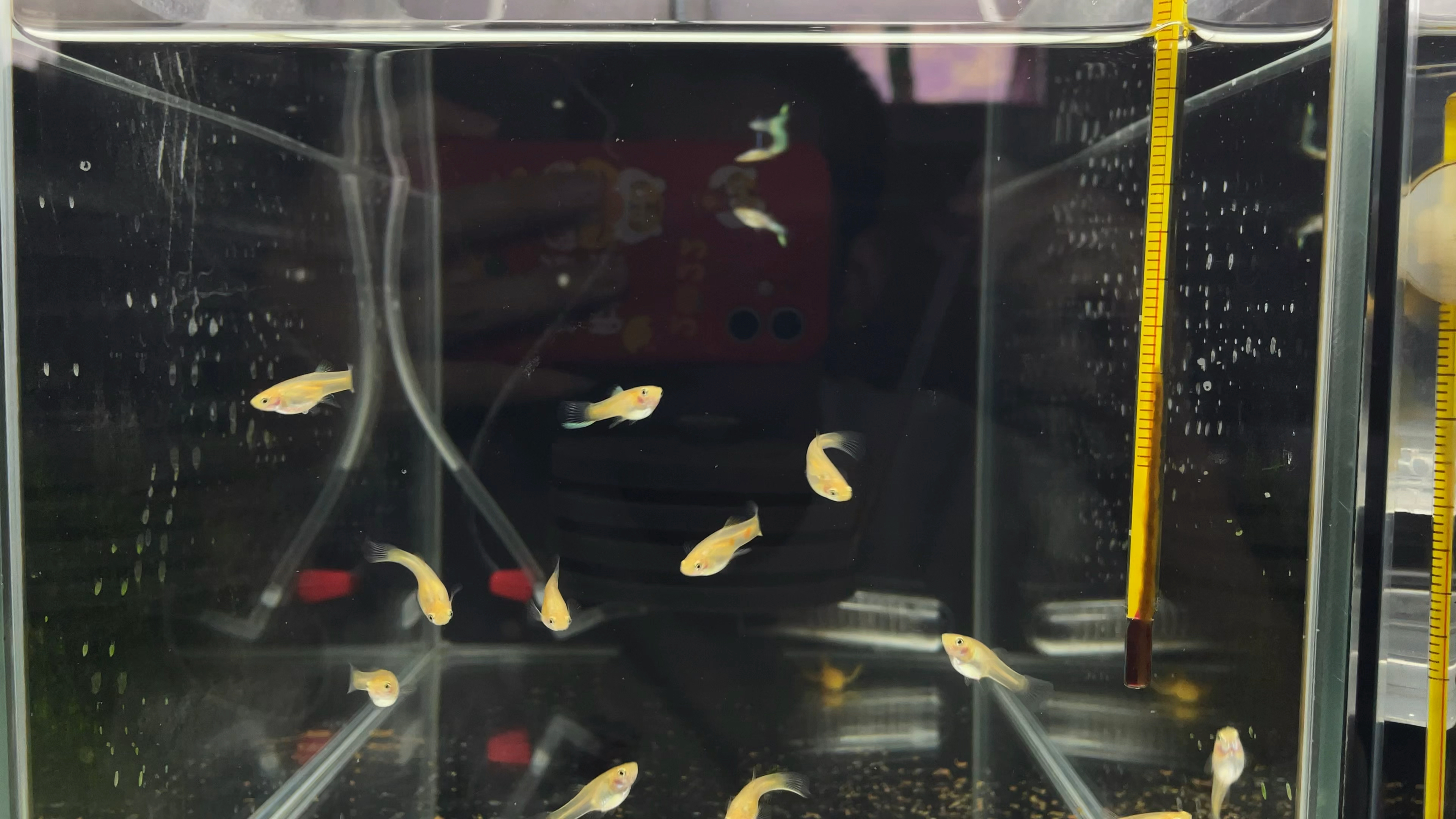 加热棒不买劣质品,搞不好就煮了一缸鱼汤,严重甚至是漏电