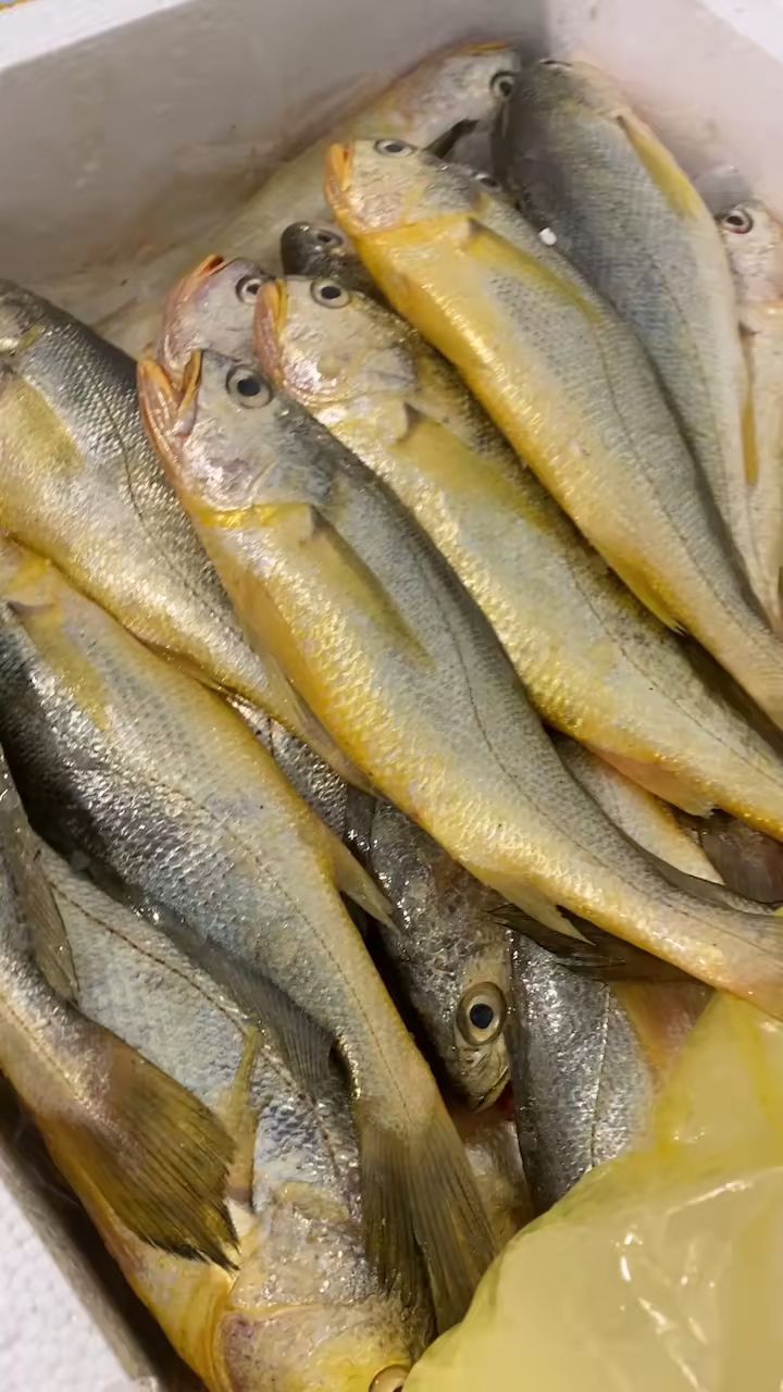 野生细鳞中条黄鱼35两一条的