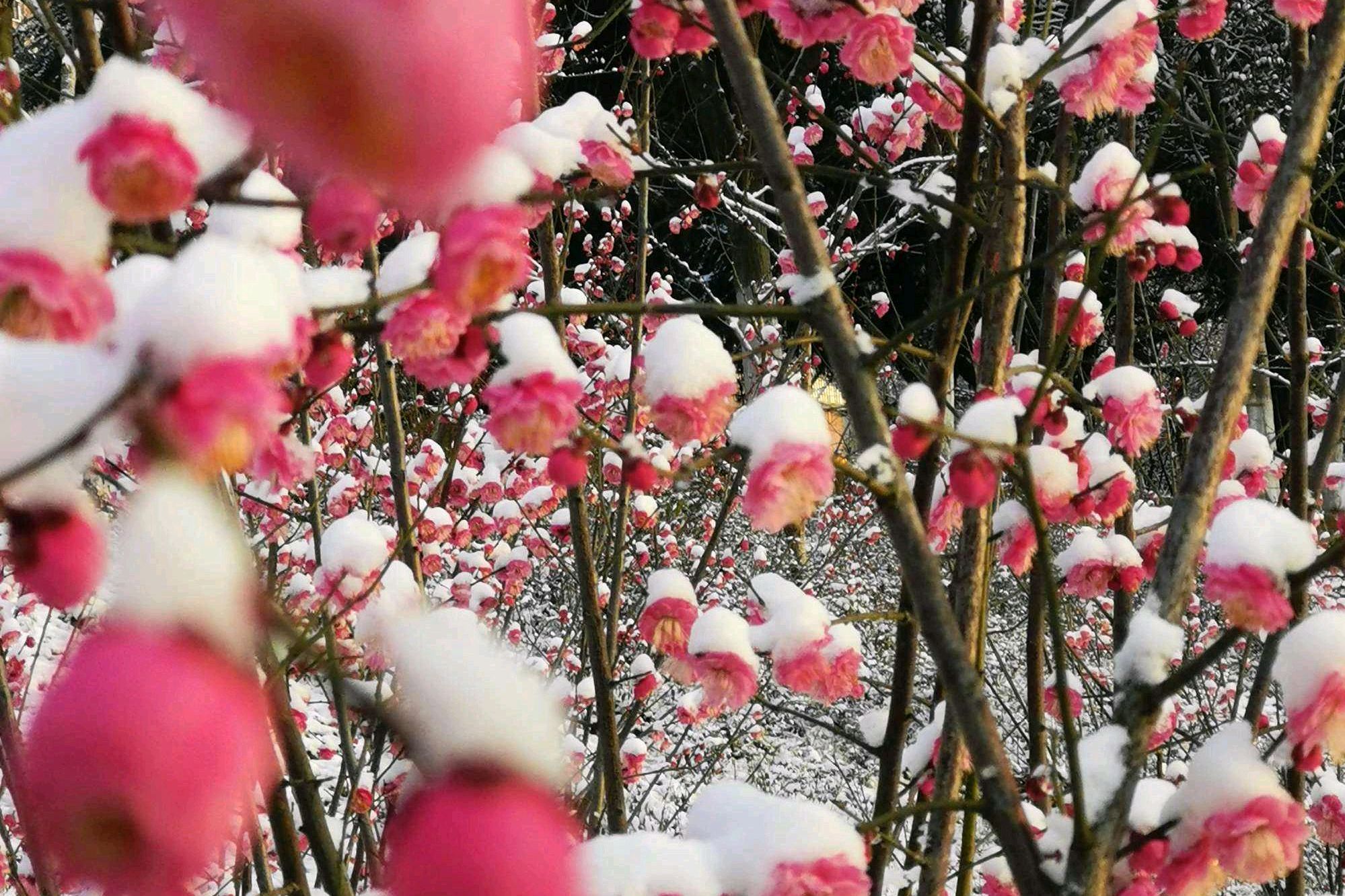 雪与梅花相衬美,驻足疑视,联想浮翩