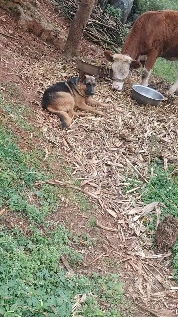 黑背狼狗图片