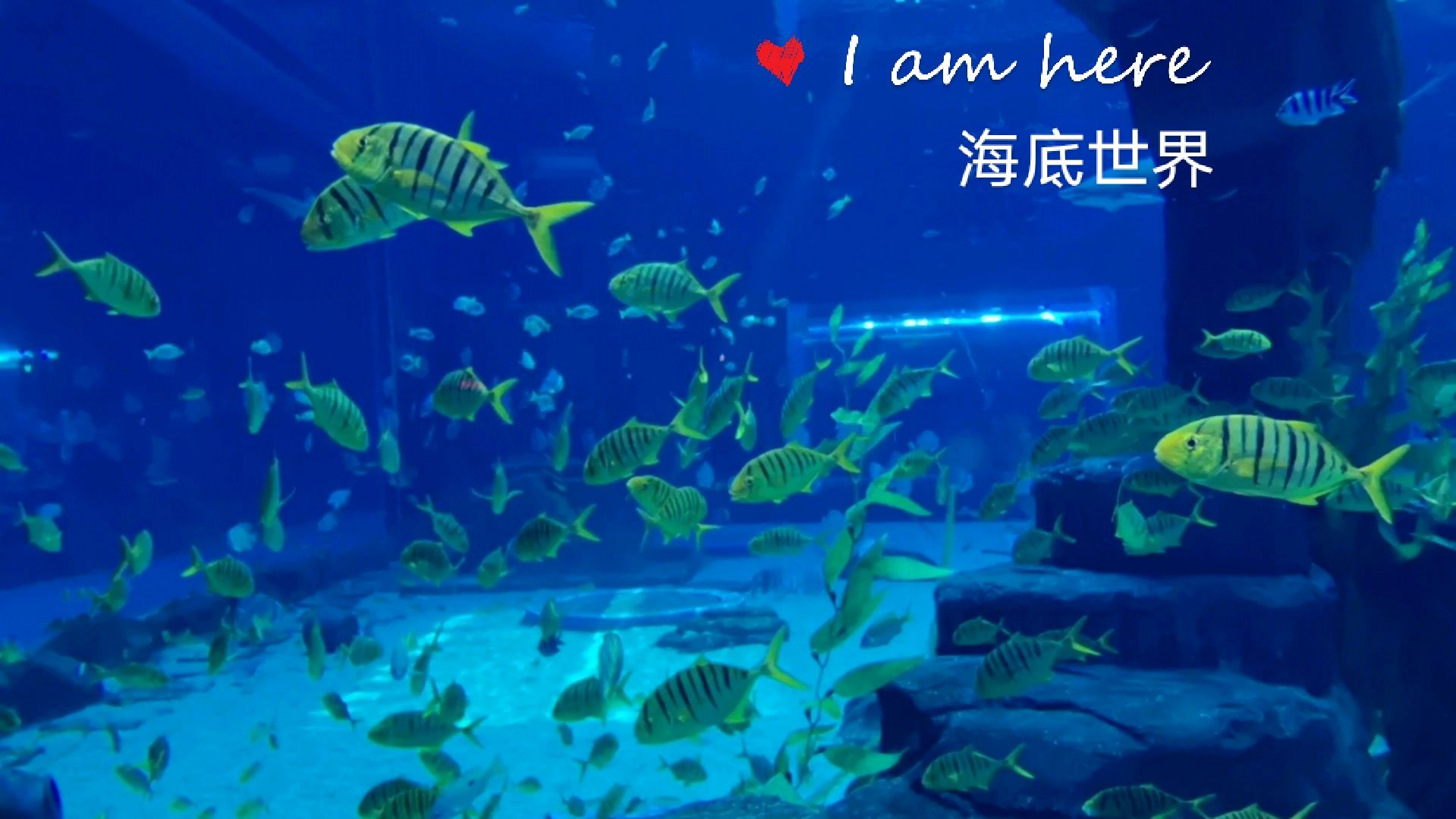 美人鱼表演,千奇百怪五彩斑斓的海底世界,视觉盛宴
