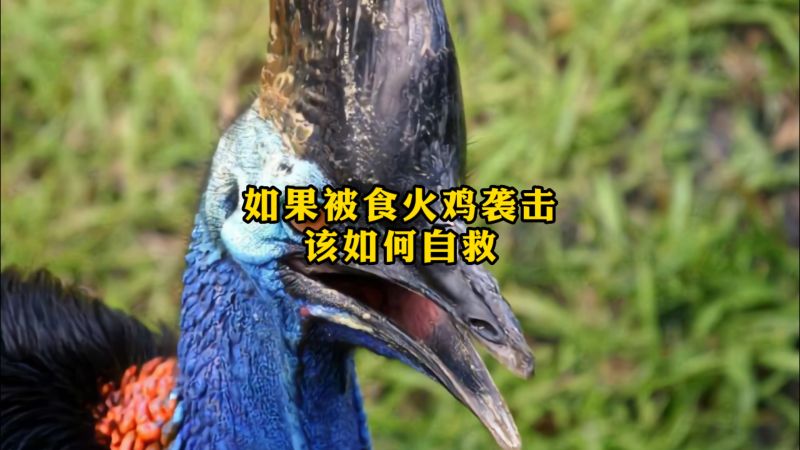 遇到食火鸡该如何自救,自然,动物,好看视频