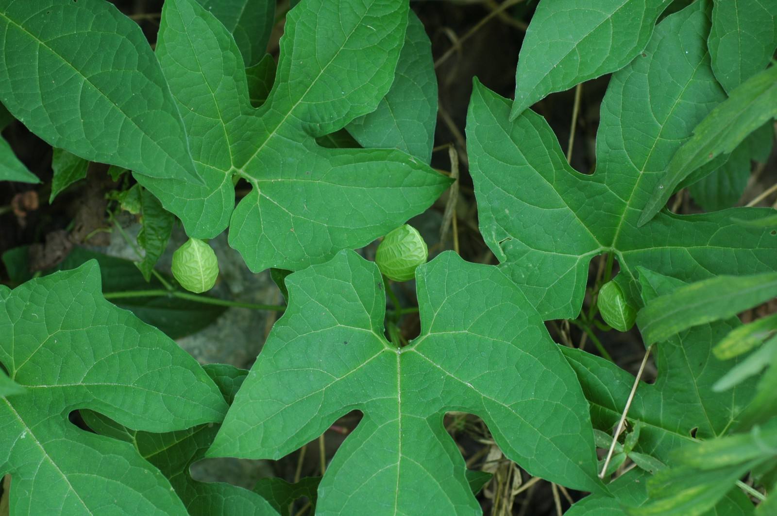 木鳖子是一种怎样的植物