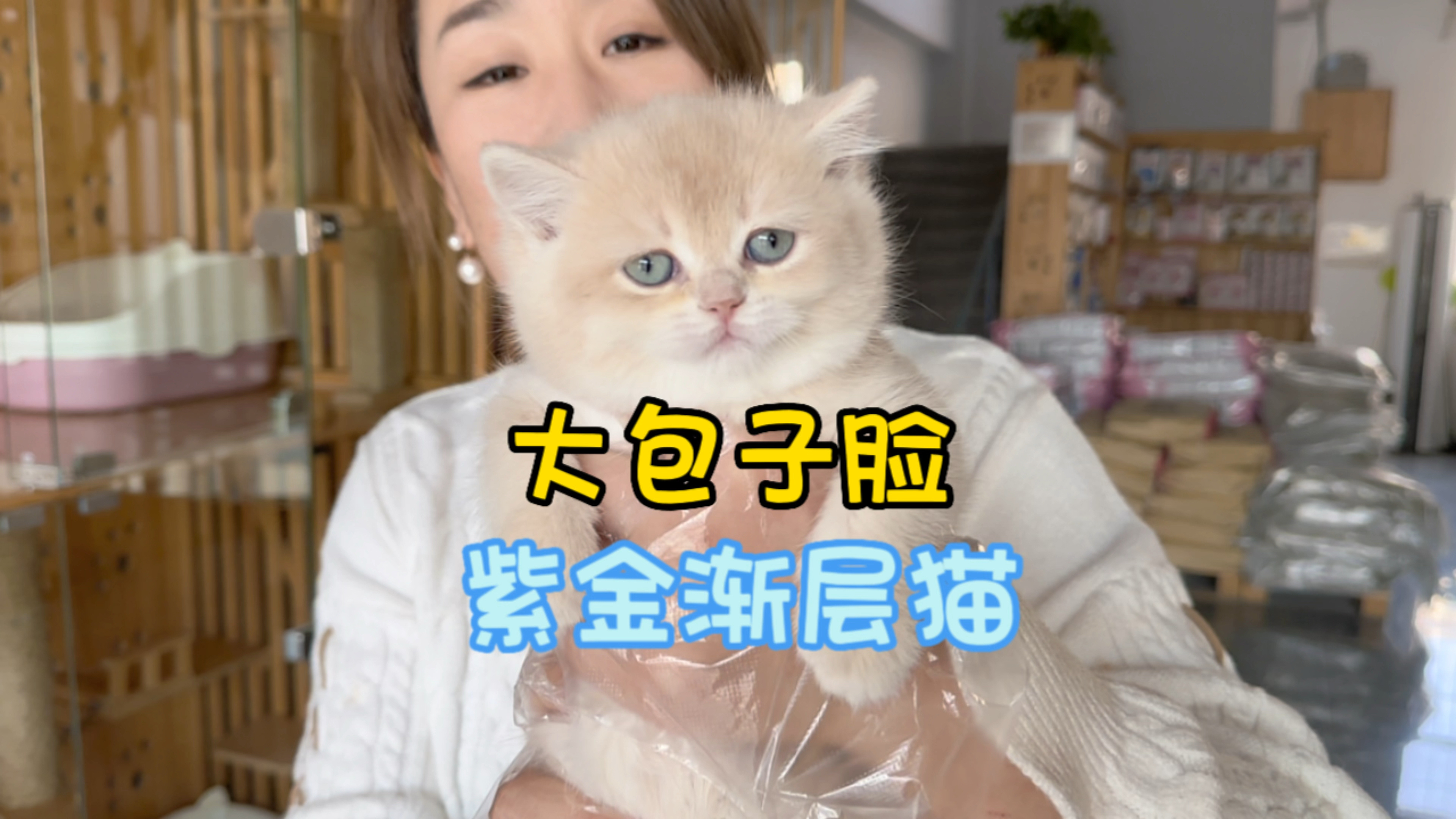 大包子脸的紫金渐层猫,颜色漂亮极了!
