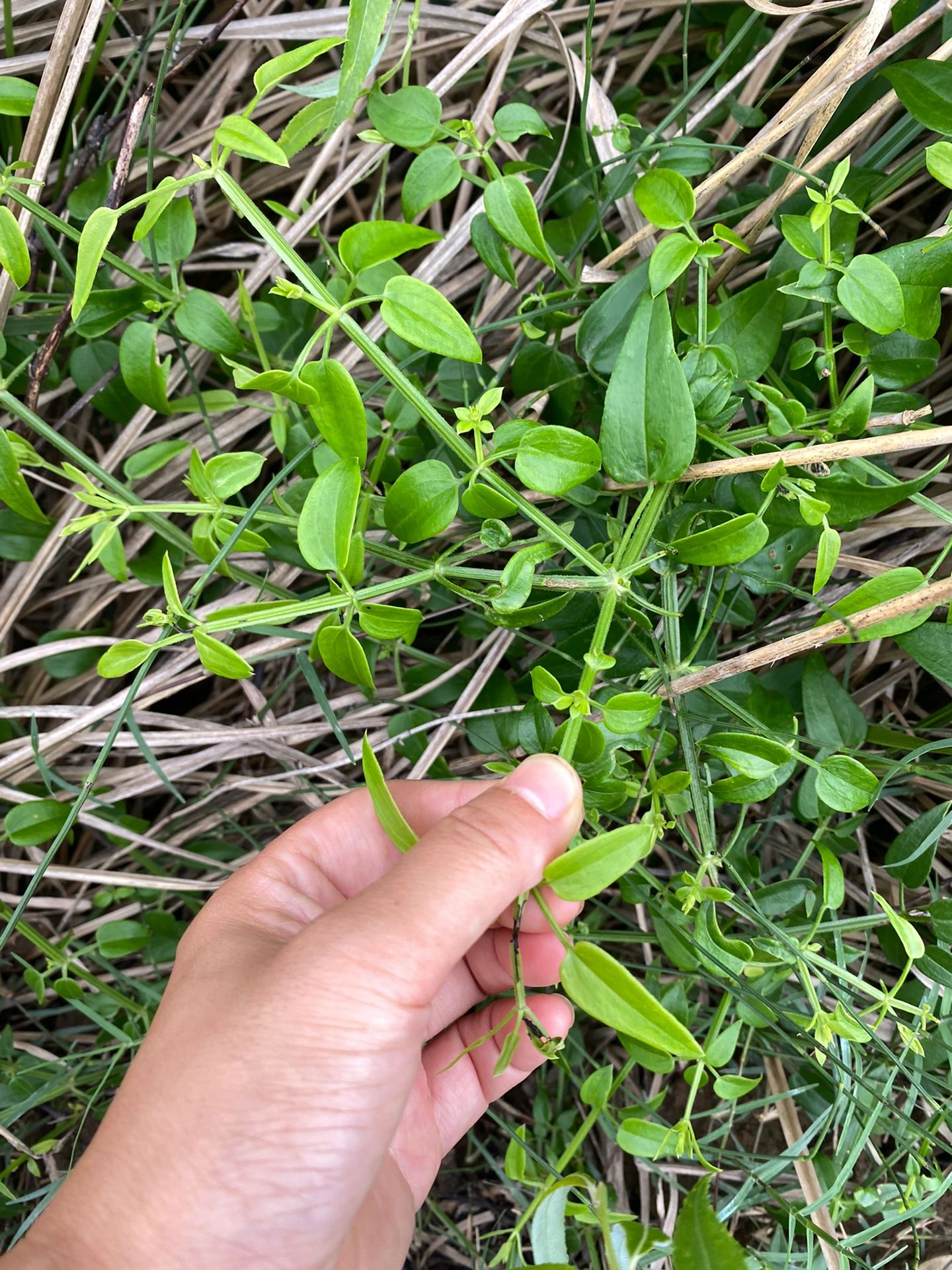 茜草图片大全植物图片图片