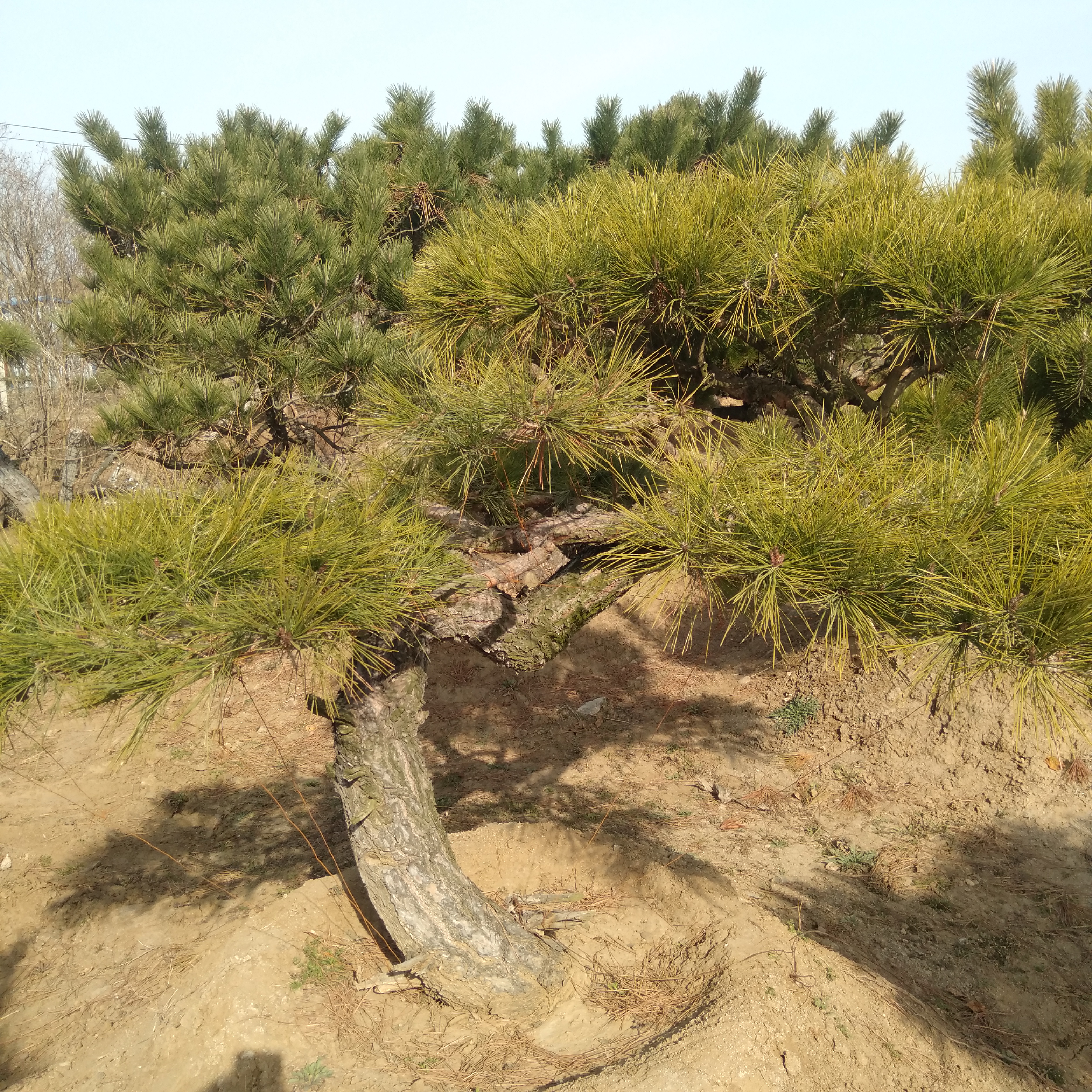 精品老桩黑松,造型奇特,不多见,可遇不可求!