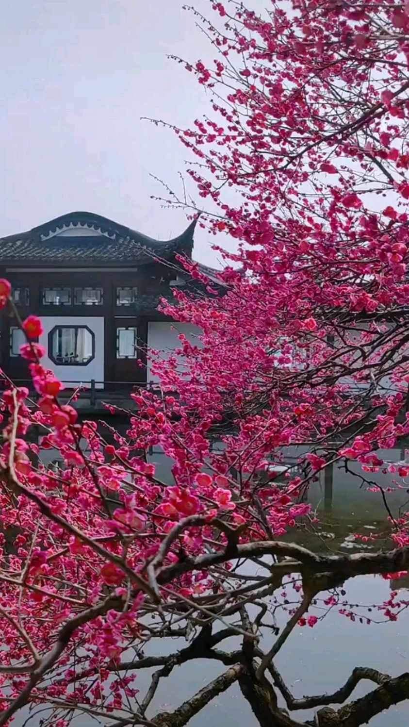 三月桃花开美景大自然的花园美到爆值得欣赏