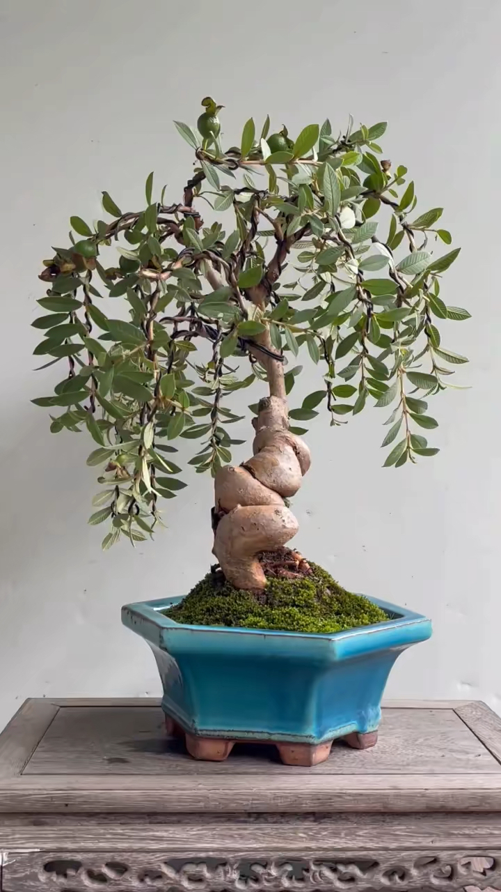 小叶番石榴盆景作品