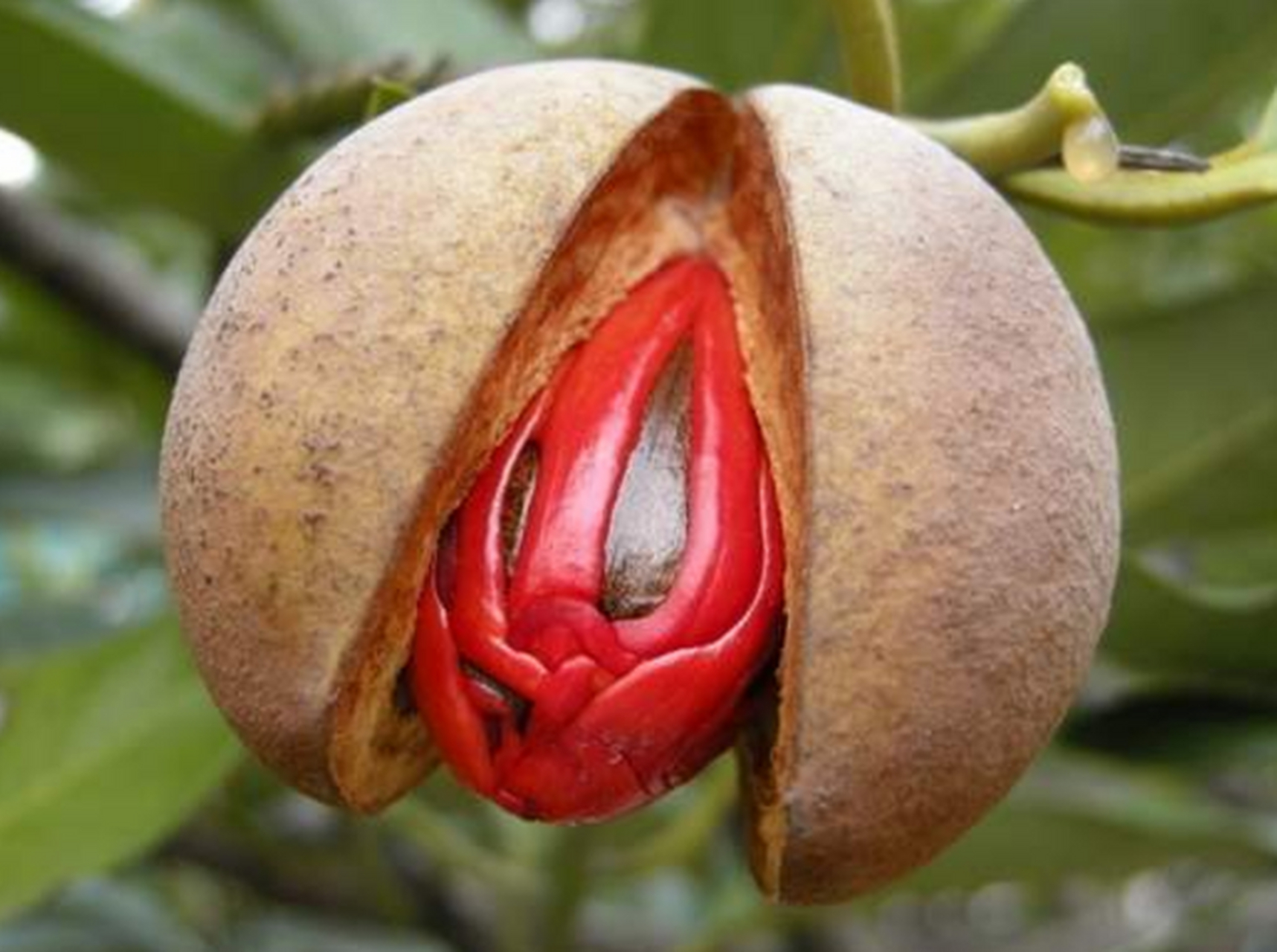 豆蔻年华,是指一种植物豆蔻,豆蔻刚开未开,一般用于形容少女