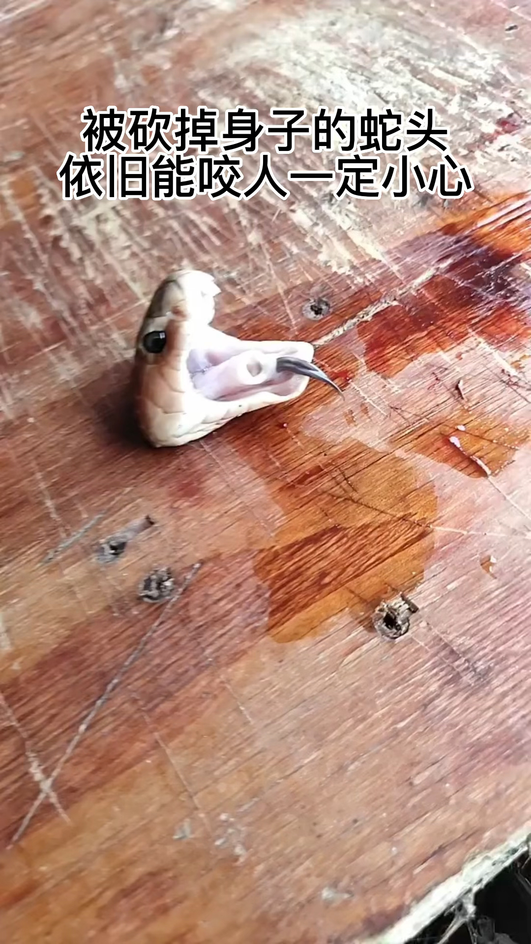 被砍掉蛇身的蛇头依旧能咬人一定要小心啊.
