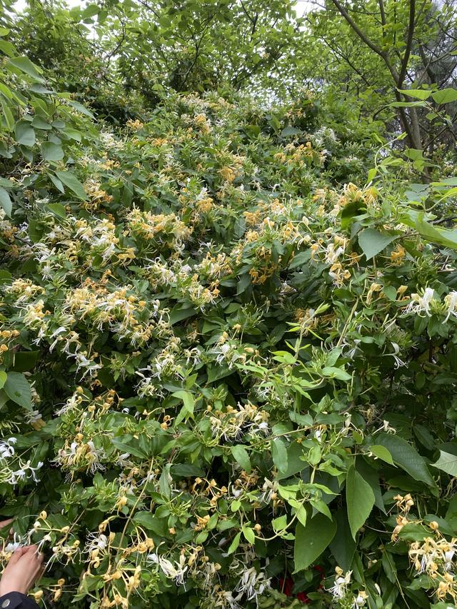 下厨房金银花露