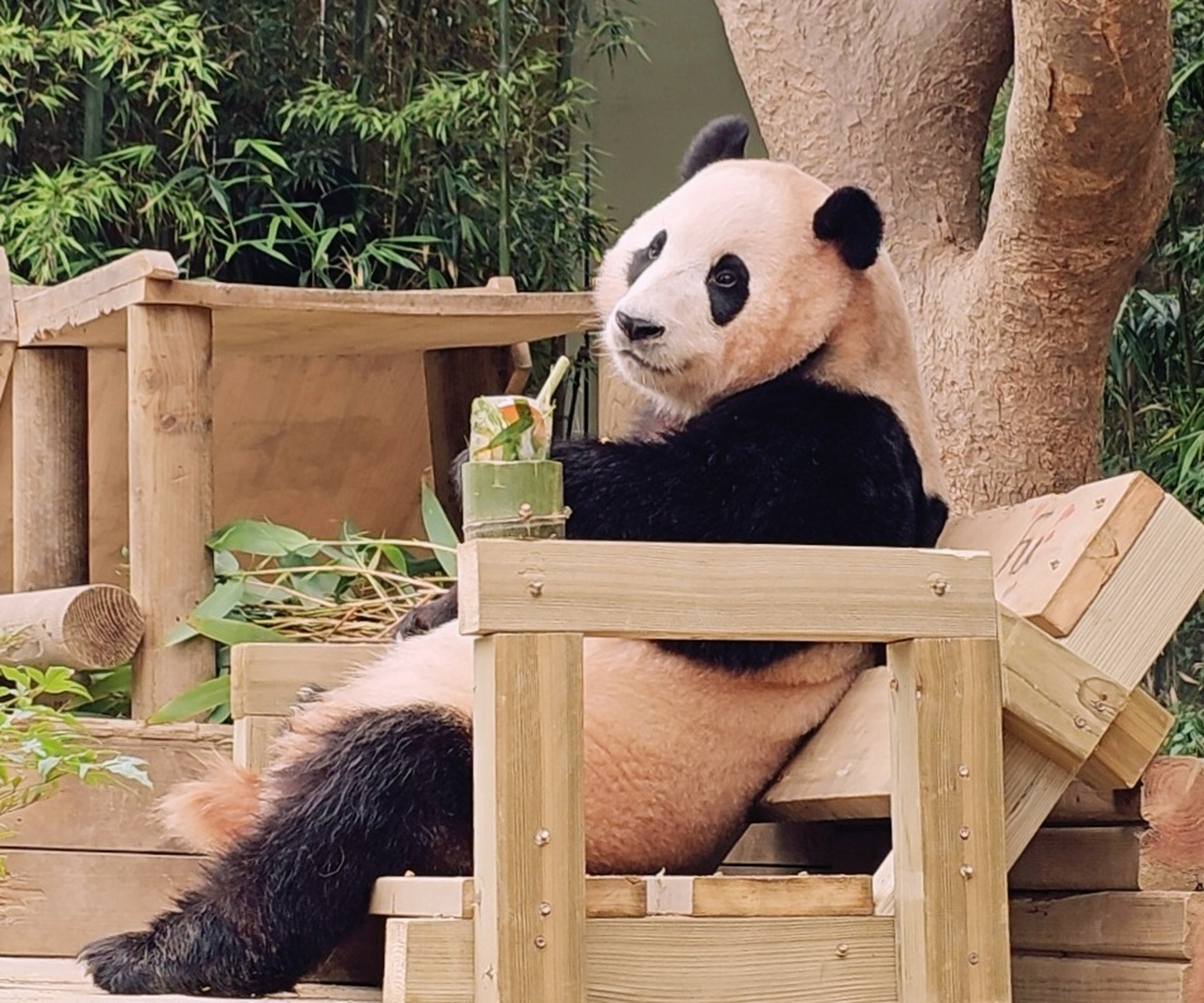 大熊猫# 福宝品尝竹叶莫吉托 宋侍卫的"全知墩墩视角"—— 和福一起