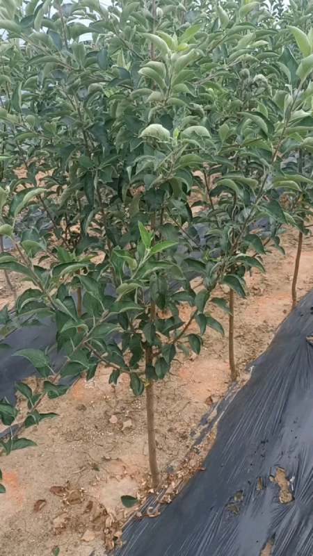 拉枝就可结果的苹果树,维纳斯黄金苹果苗,10月份成熟黄金果面-度小视