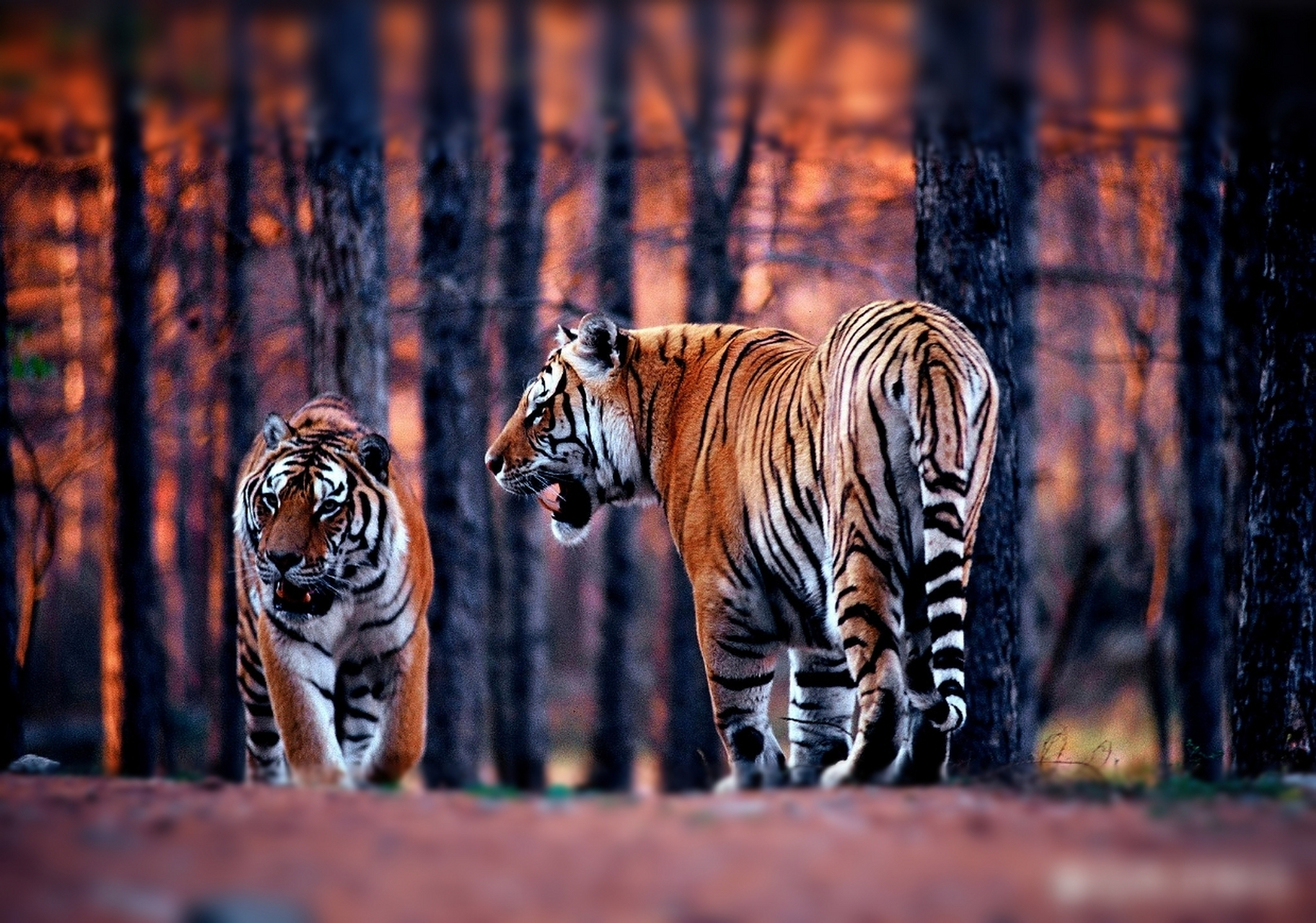 黑龙江一地发现2只野生东北虎  近日,黑龙江省虎林市人民政府发布紧急