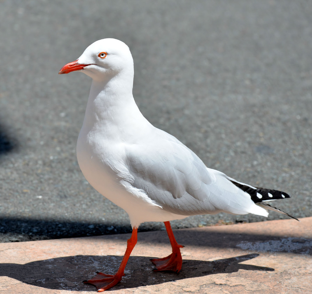 挪威的海鸥,偷喝游客遗漏的酒,醉酒后,从天上掉下来