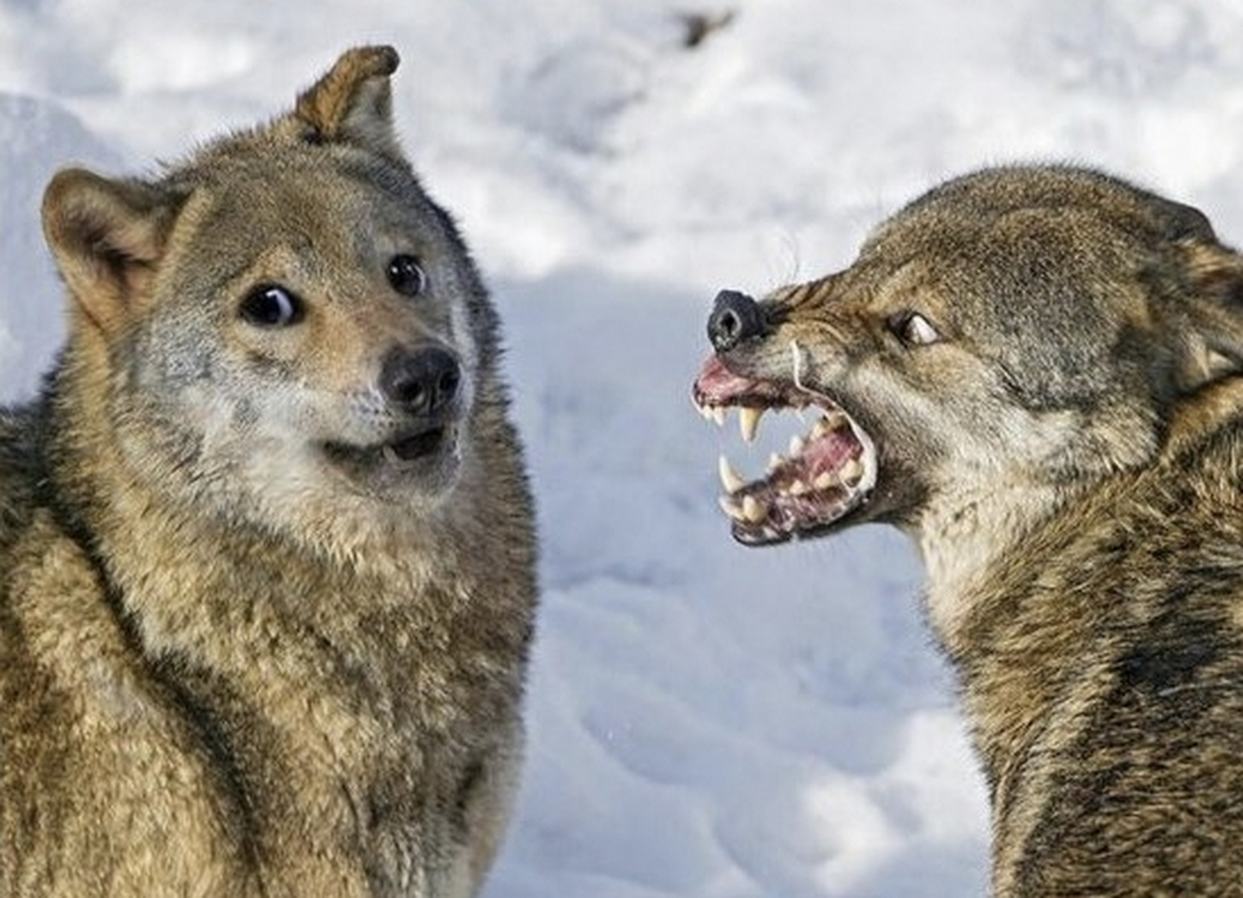 左边那小狼的表情有种似曾相识的感觉[doge] 67