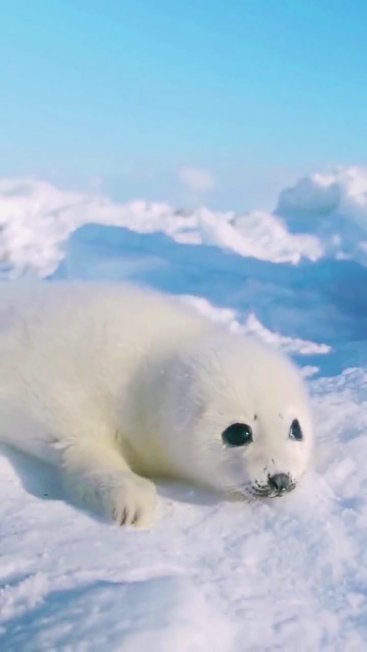 好可爱的小海豹