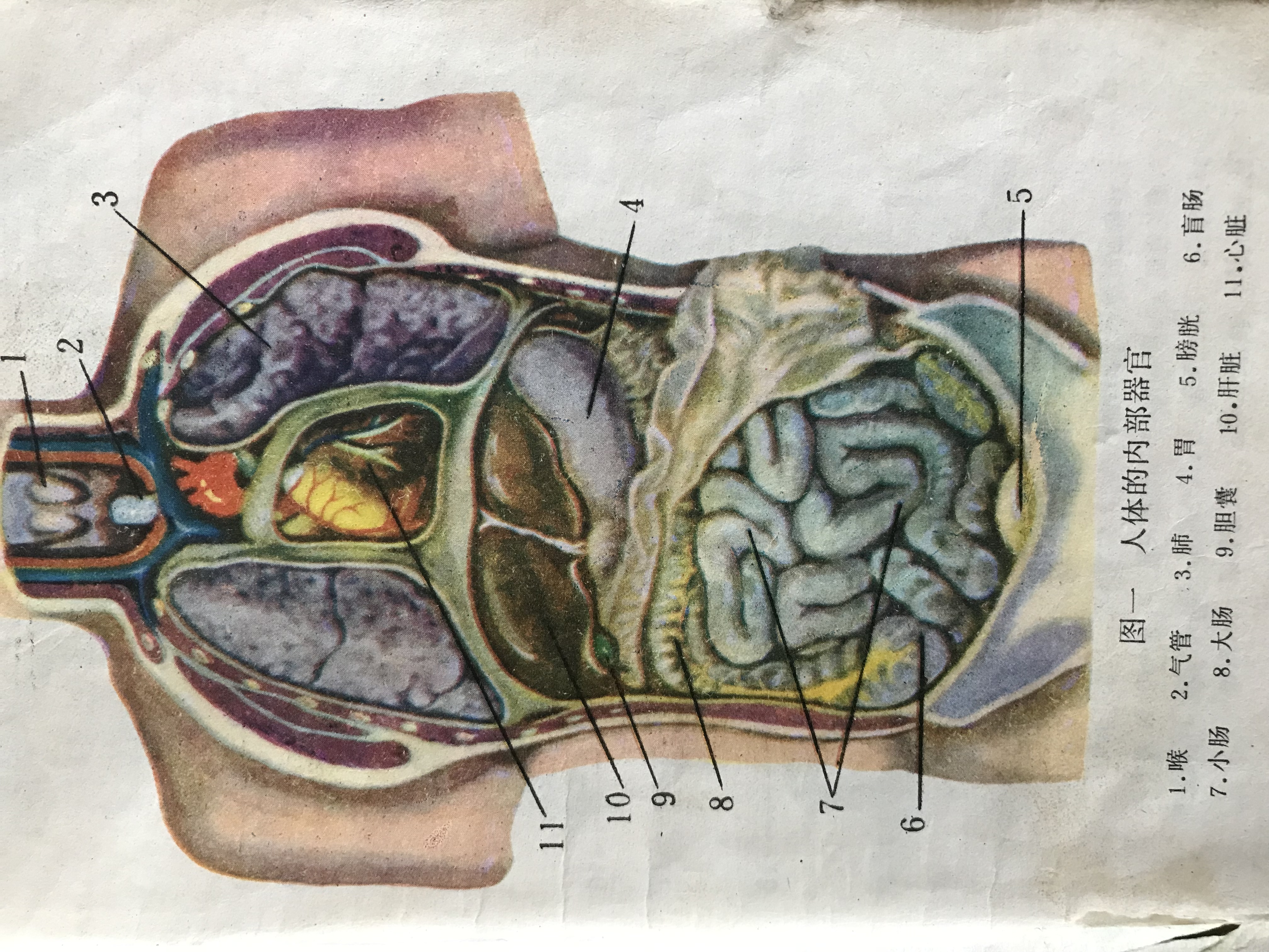 《生理卫生》——我的青春期启蒙读物