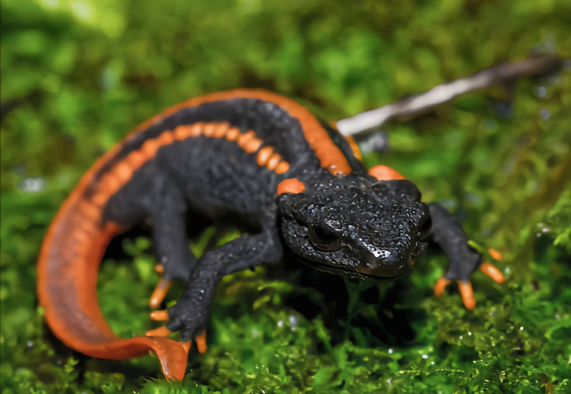 每天认识一种动物——川南疣螈 川南 疣螈别名川南