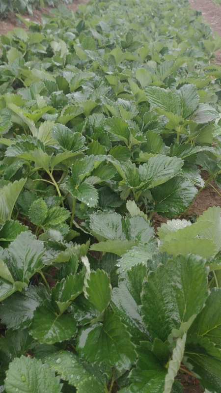 雨中草莓苗育苗基地实拍脱毒母苗育苗新优品种草莓生产苗即将出圃