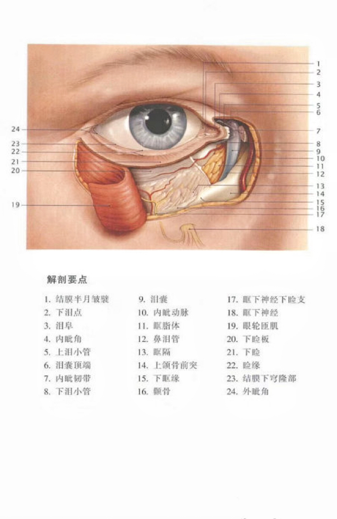 睑缘在哪里图解图片