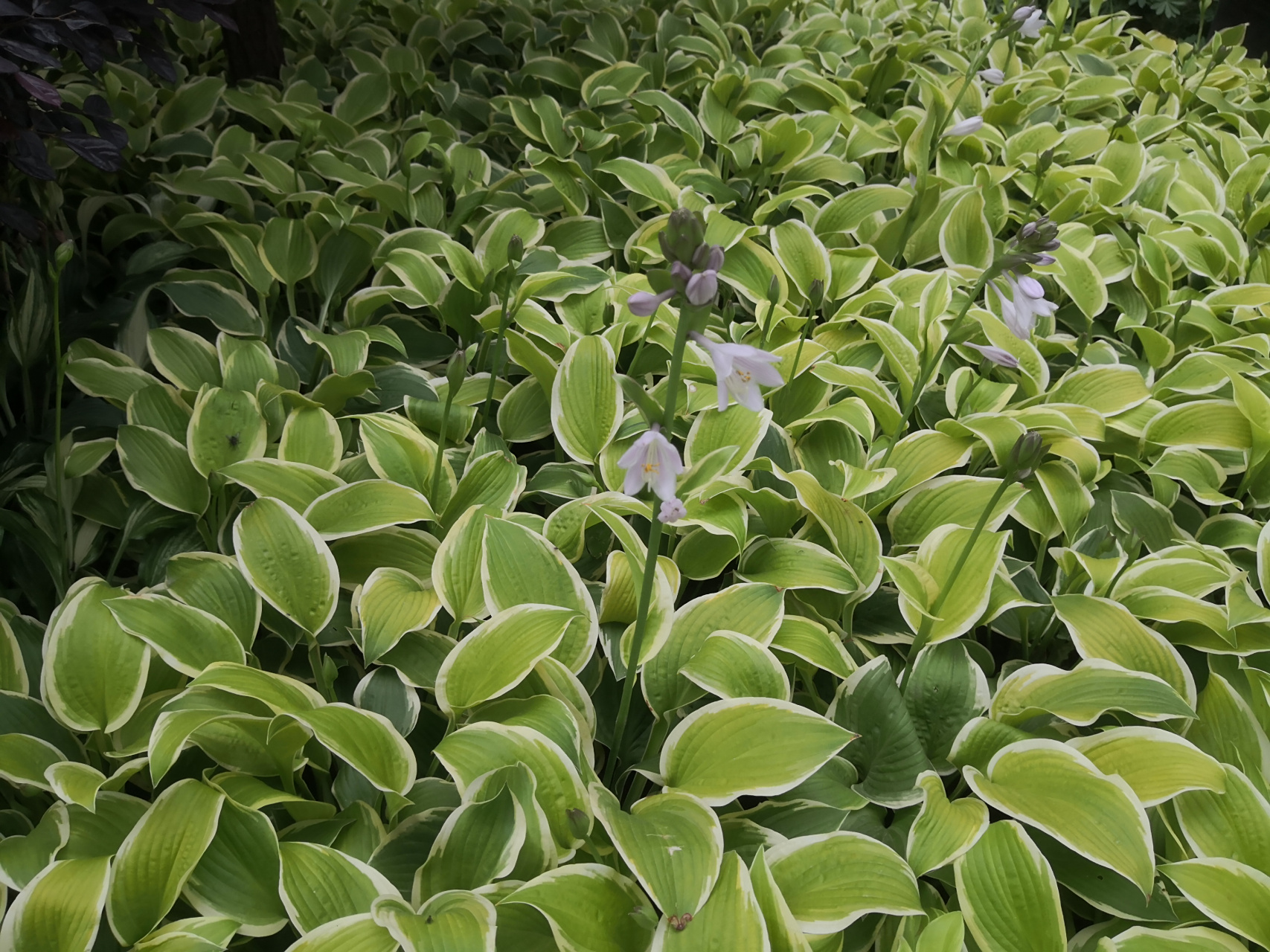 花叶玉簪种成一片后,在没有爆花的时候,叶片比那三三两两的花更具美感