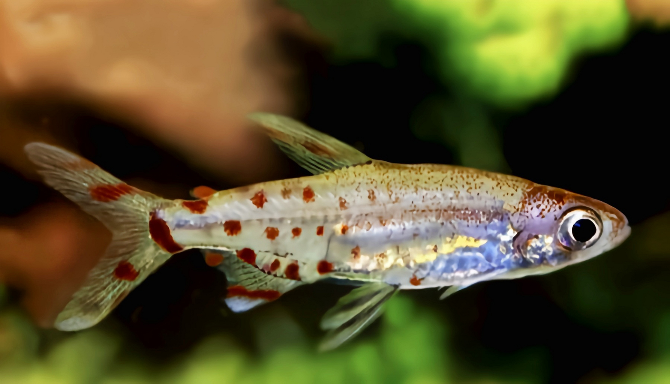 每天认识一种动物——安东尼灯鱼 安东尼灯鱼别名亚东