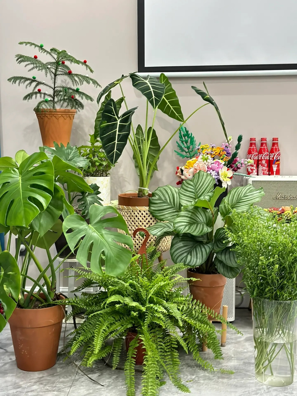 关于我90200块打造了一个家居植物角  都是给水即