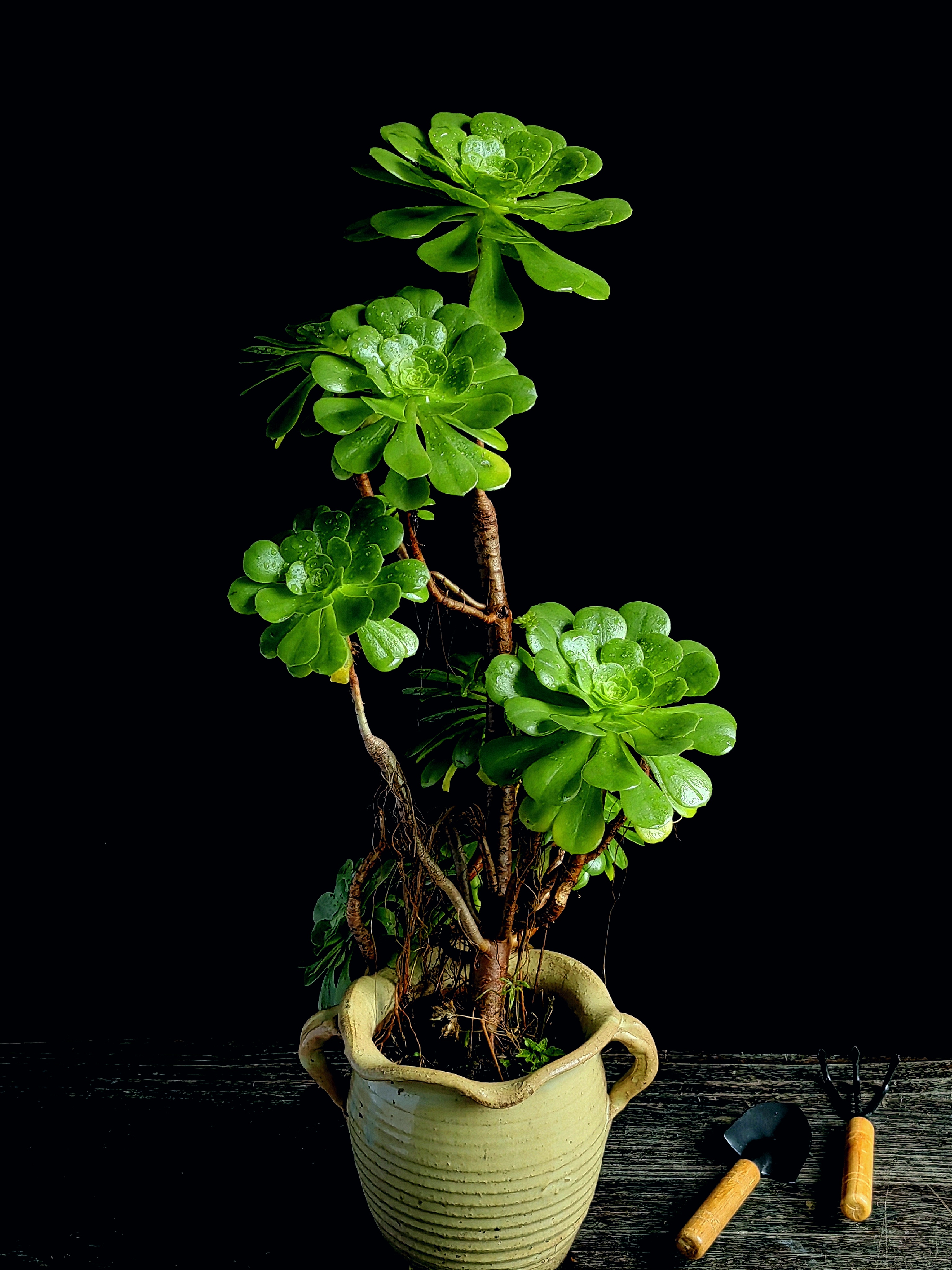露天放养的绿羊绒法师多肉植物