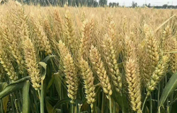 淮麦35小麦品种介绍