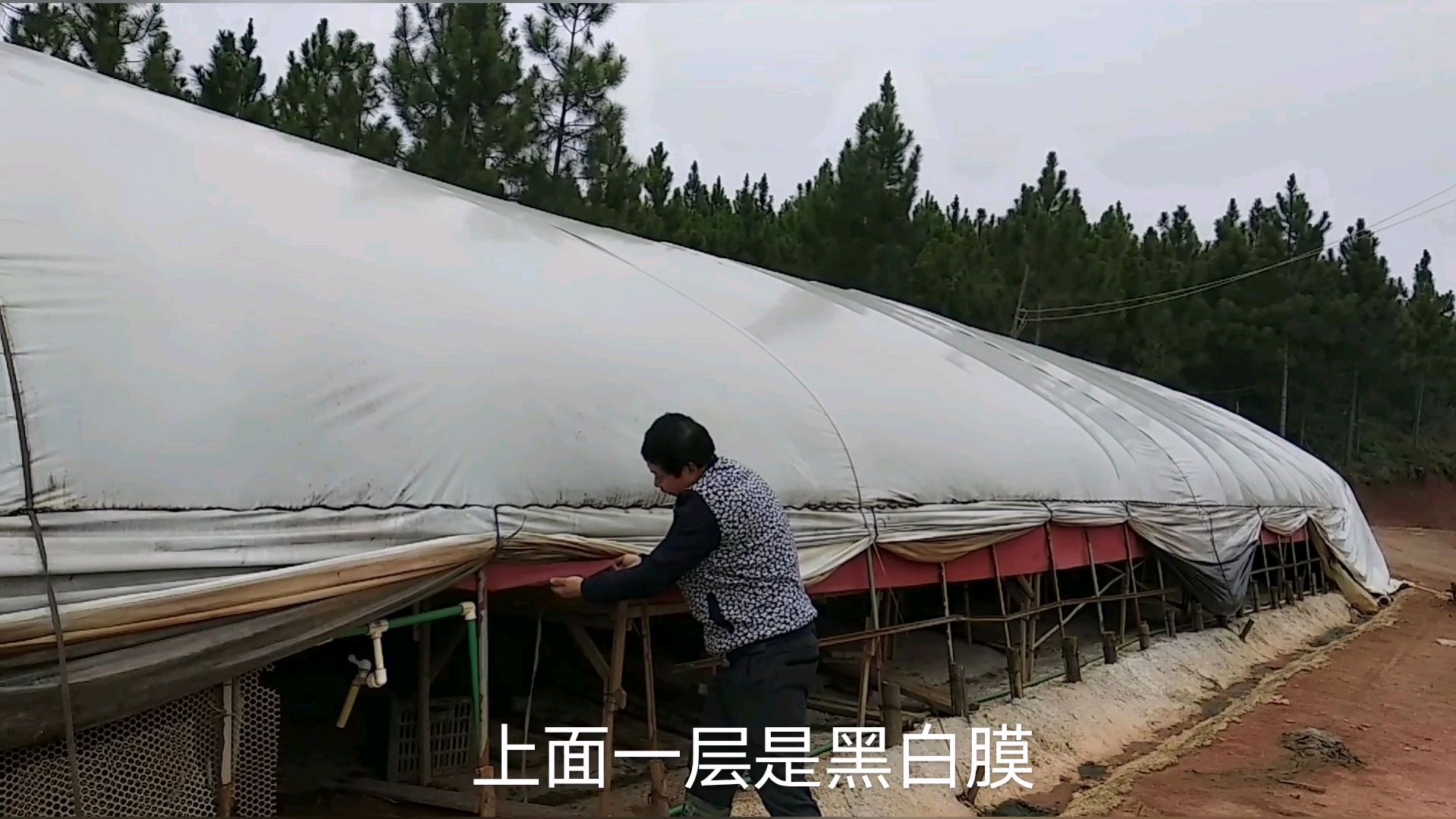 养散养土鸡,怎样搭建简易保温棚,养鸡户带你看三类保温棚