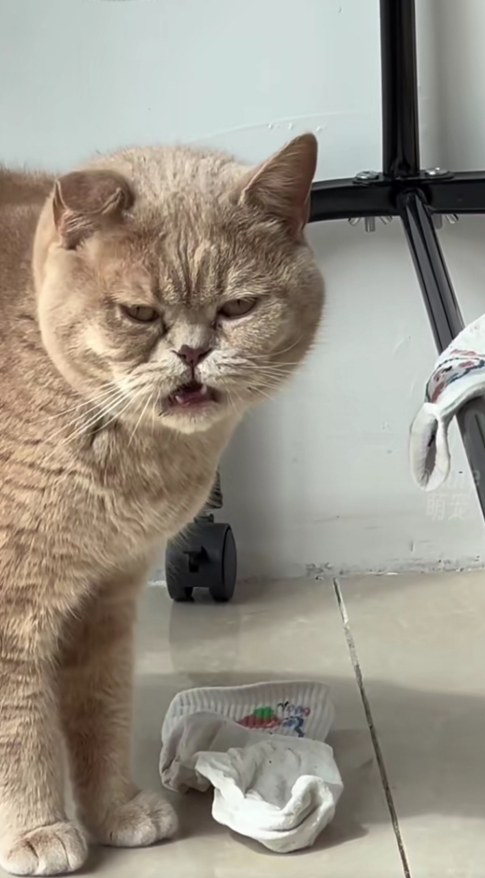 臭袜子把猫猫都熏出表情包了