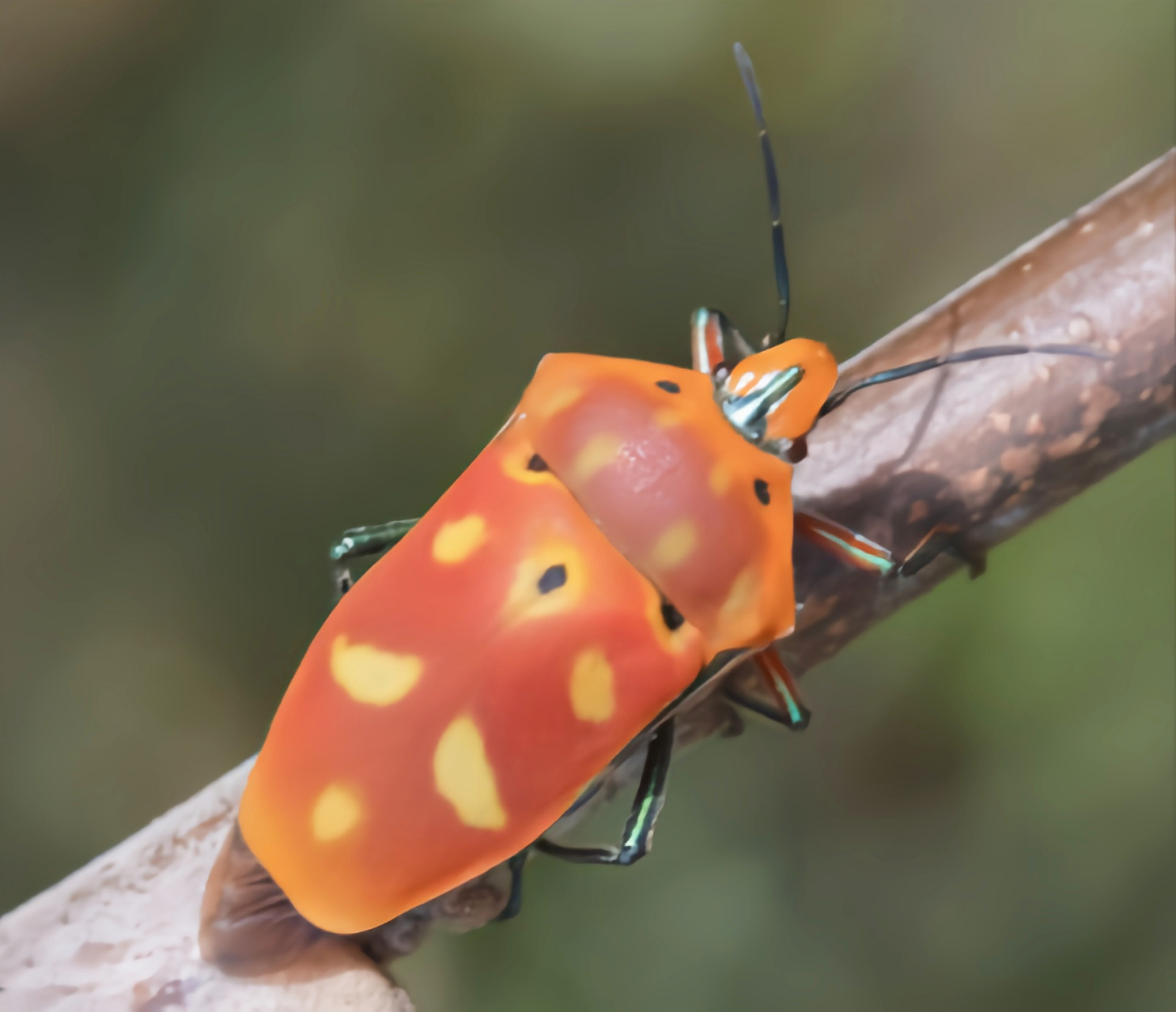 每天认识一种昆虫——角盾蝽 角盾蝽别名黄盾背蝽象,是半翅目,蝽科