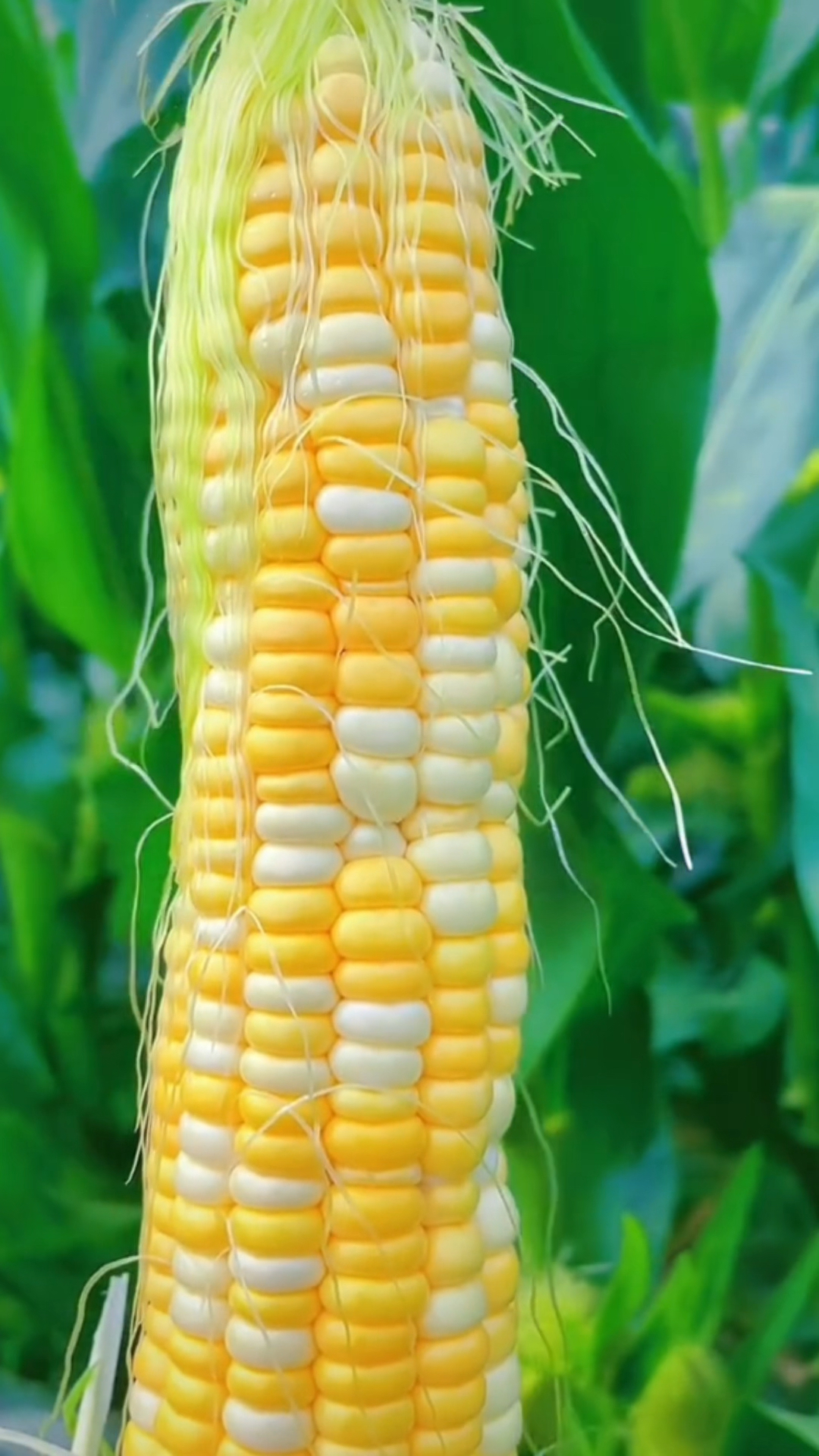 玉米有句很好的广告语因为刚好玉遇见你为你着迷米生活不止诗和远方