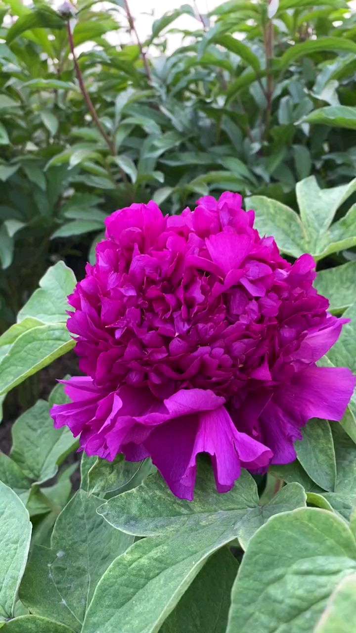 在中国皇冠型的牡丹花深受人们的喜爱,首案红就属于典型的皇冠花型