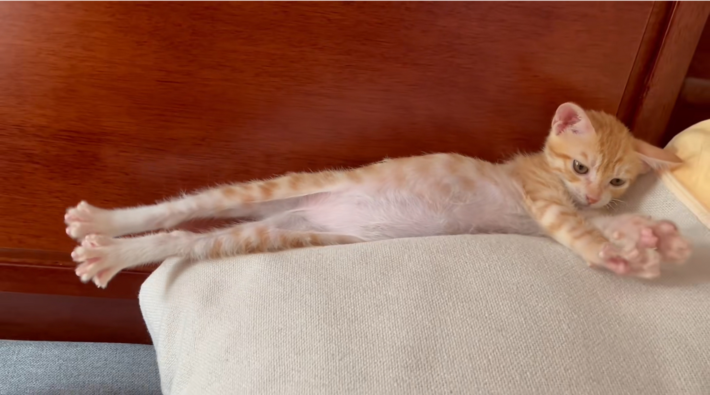 哈哈哈,伸懒腰的小猫,看着好诱人!