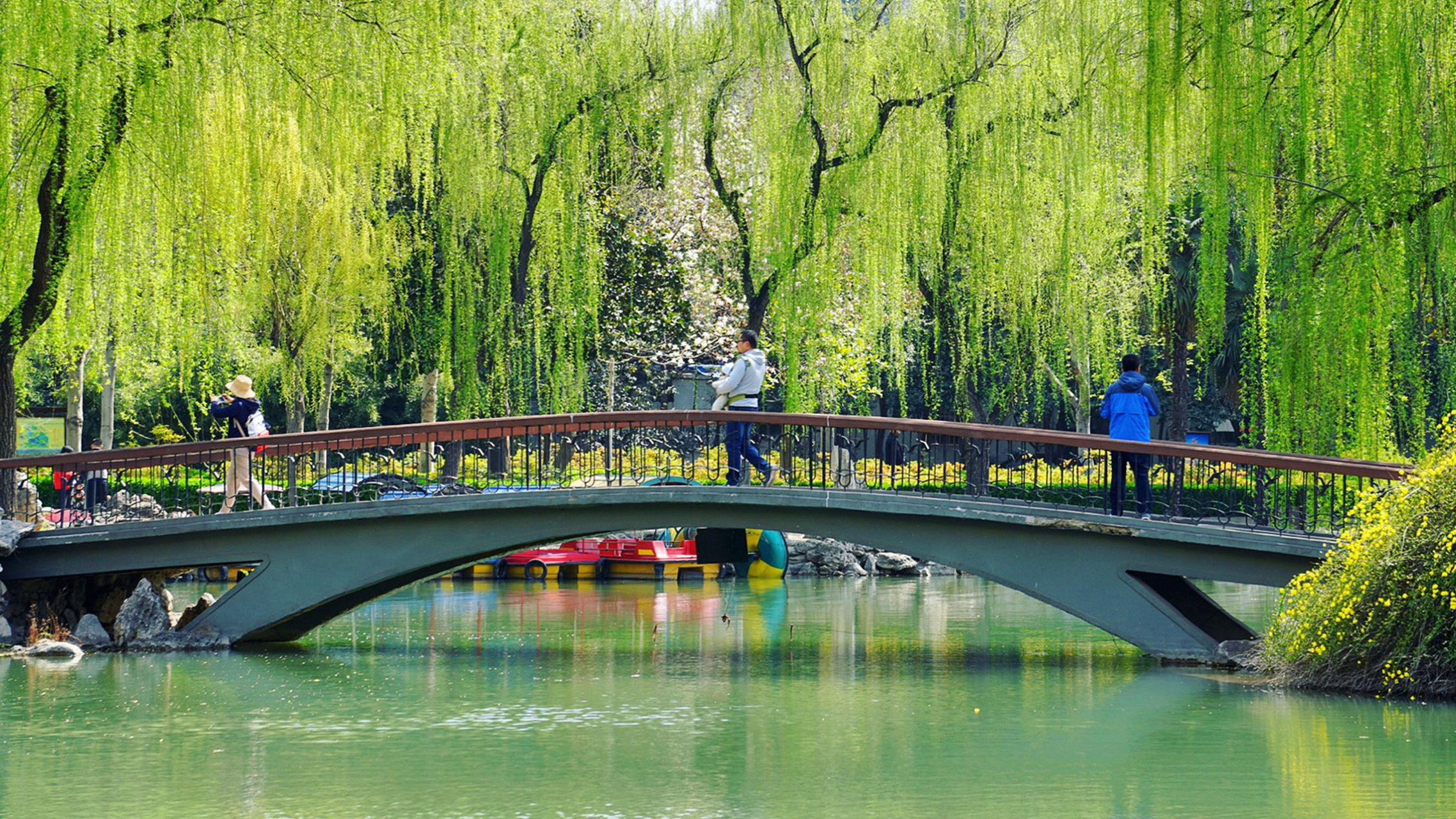 春水煎茶有诗有花# 洛阳西苑公园,春暖花开,杨柳吐绿,迎春盛开,牡丹