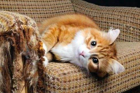 心累!猫咪总是抓沙发怎么办?
