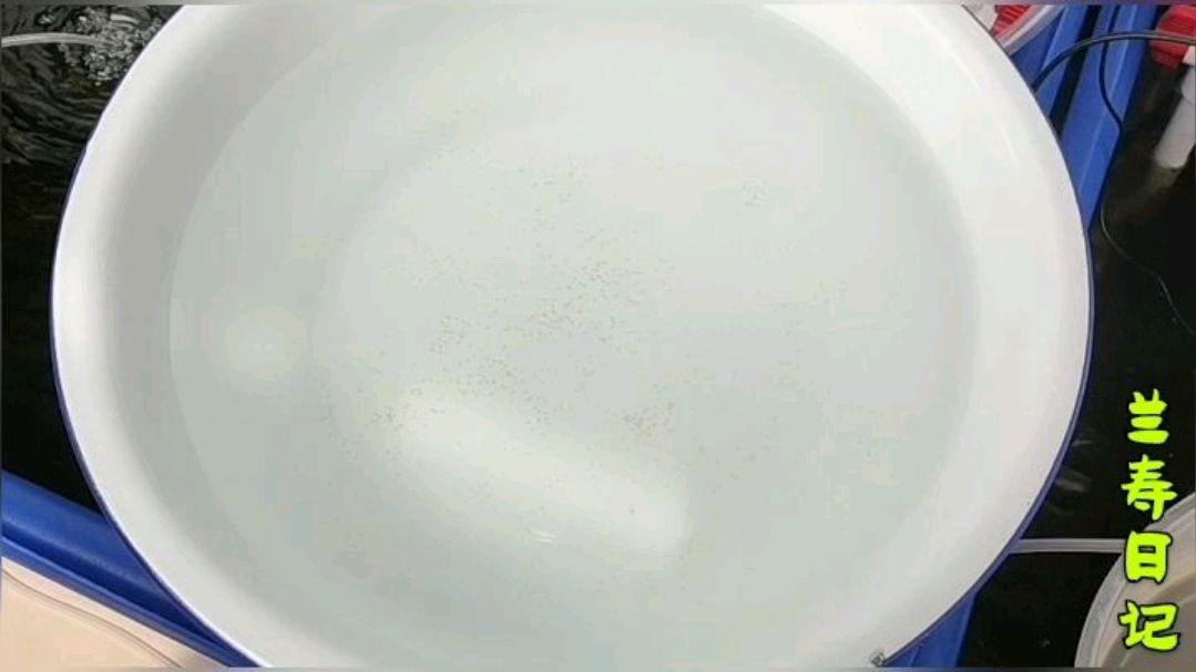 给金鱼卵挑白卵 这个步骤不能省略